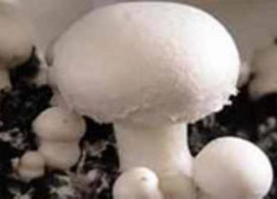 قارچ جای گوشت را می گیرد؟ قارچ جای گوشت را می گیرد؟