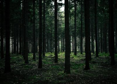 راهنمای گردش در جنگل سیاه آلمان راهنمای گردش در جنگل سیاه آلمان